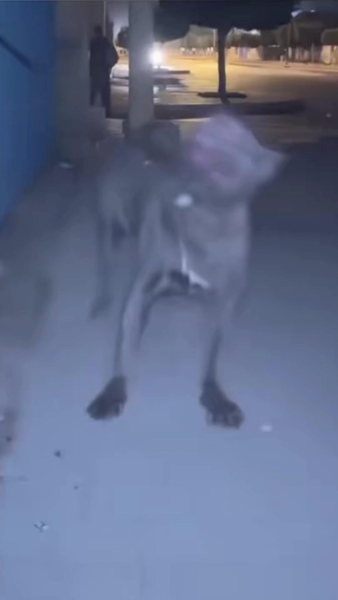 @canicorsoftmalinois