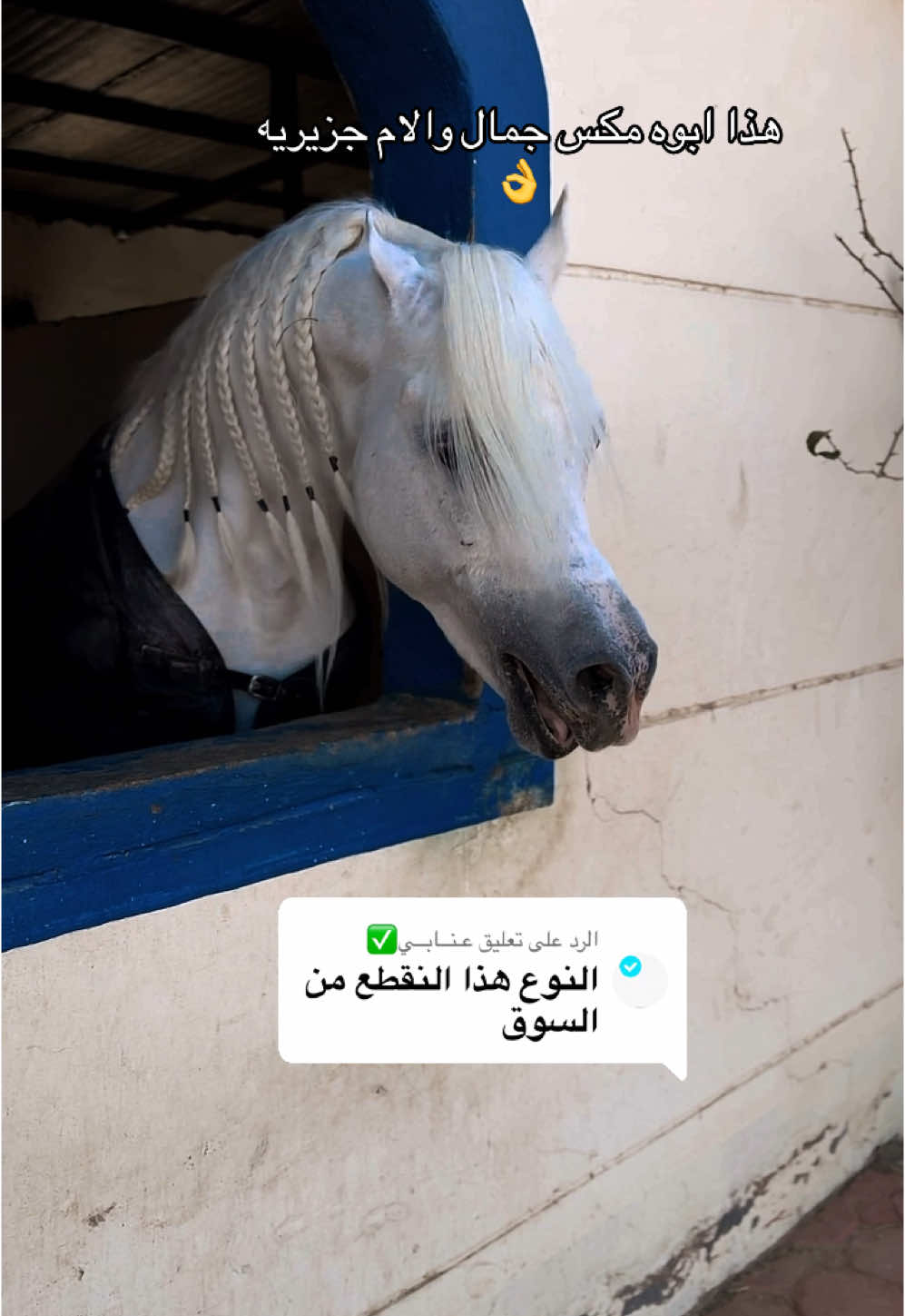 @هاني الدابس الشراري🐎