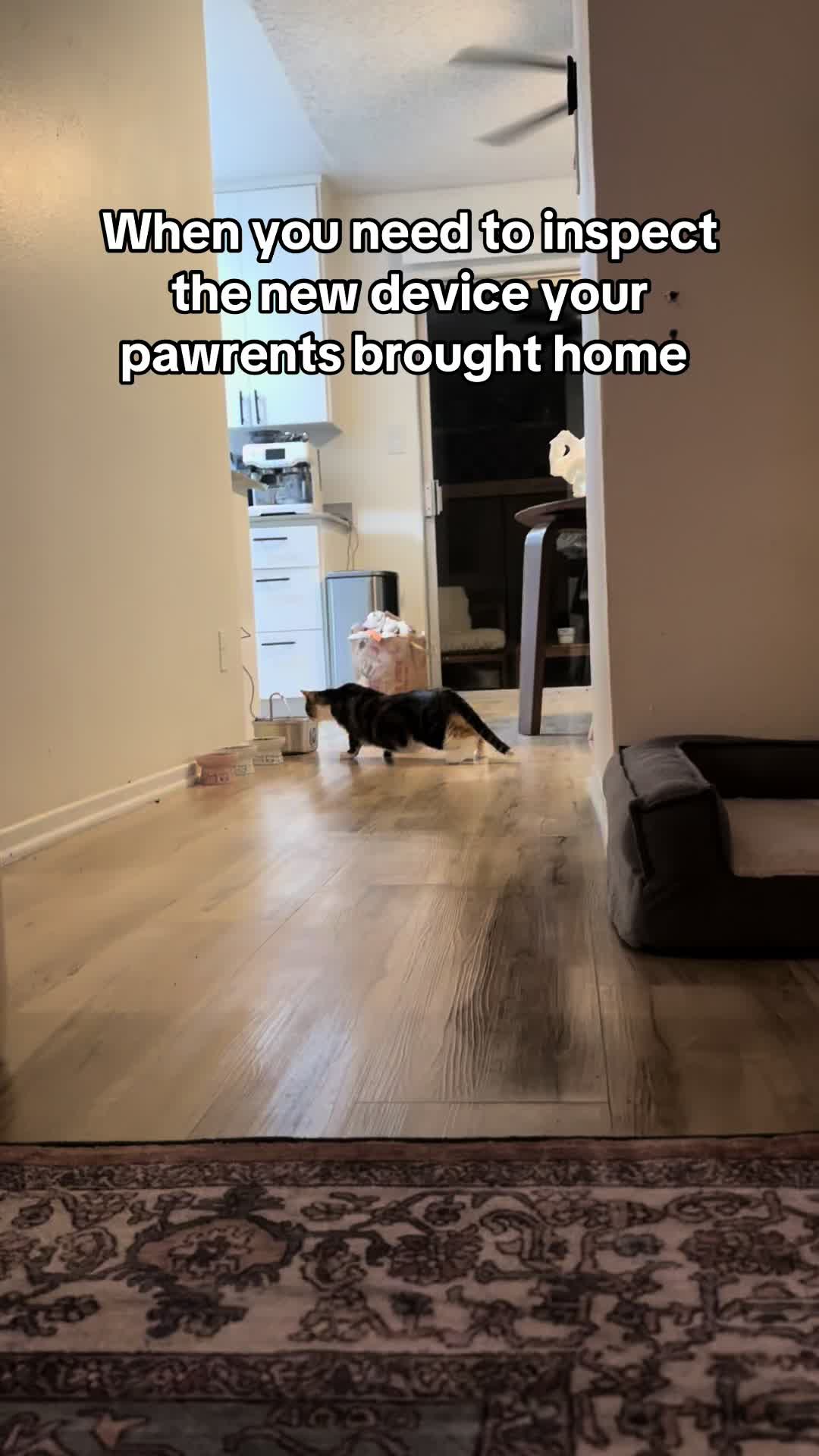 @Cat videos