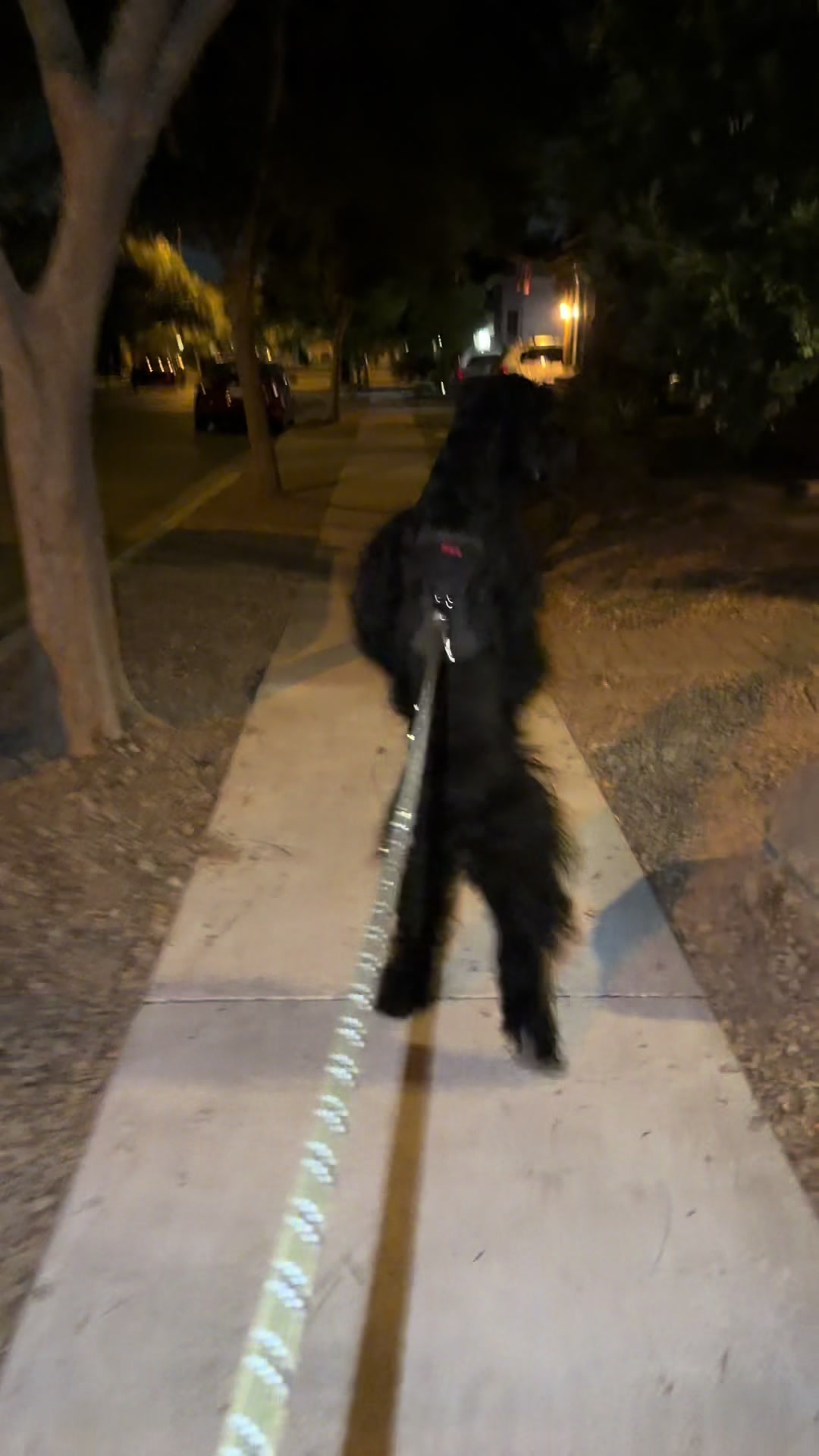 @Fiona Walks