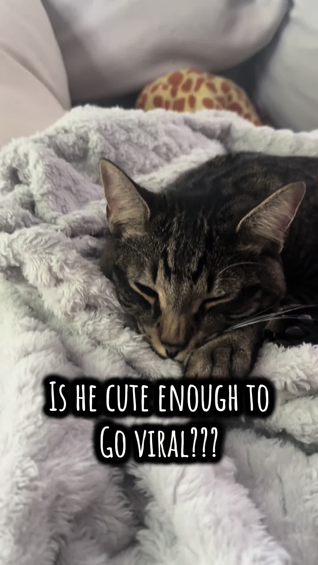 @TailsandWhiskersCo