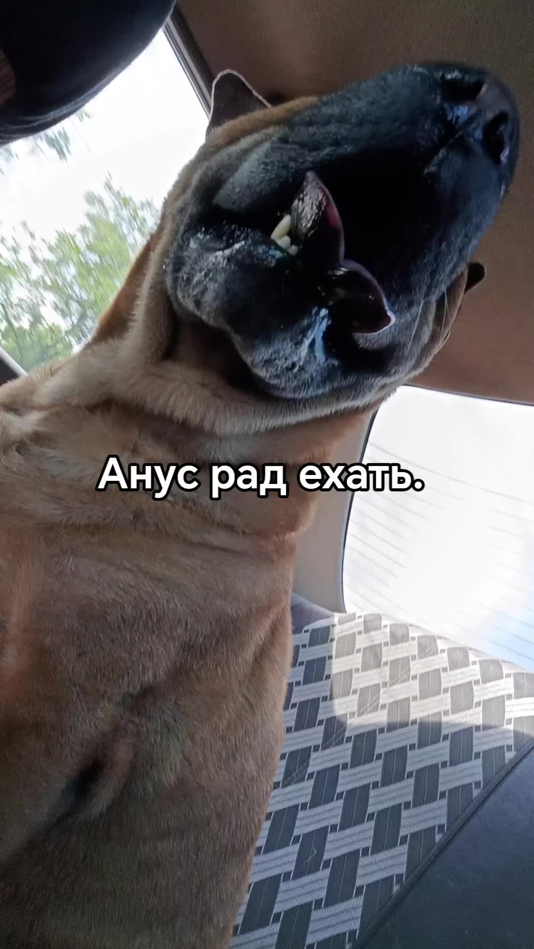 @amusleninblyadina