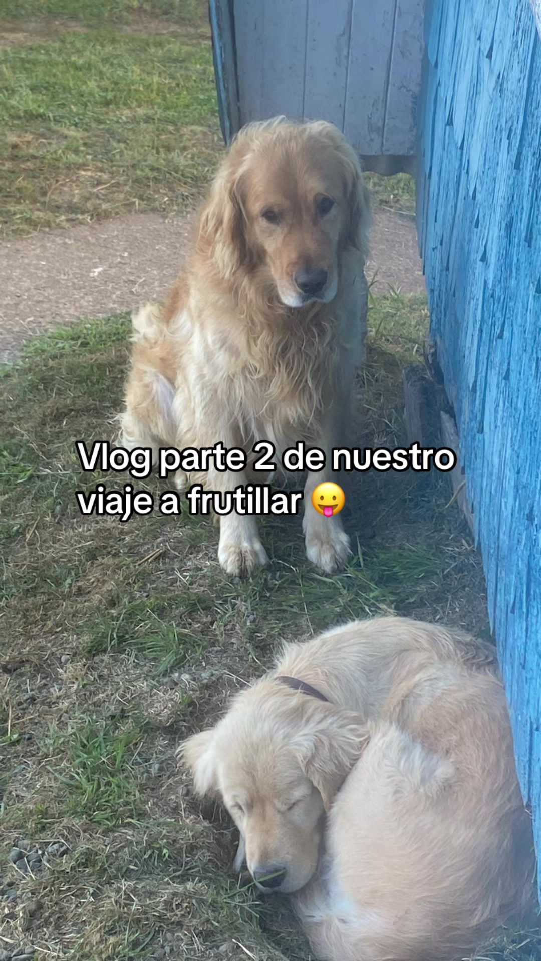 @lafeermiauu