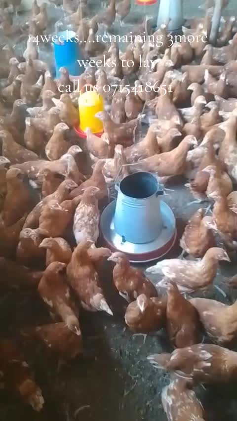 @stepfarm