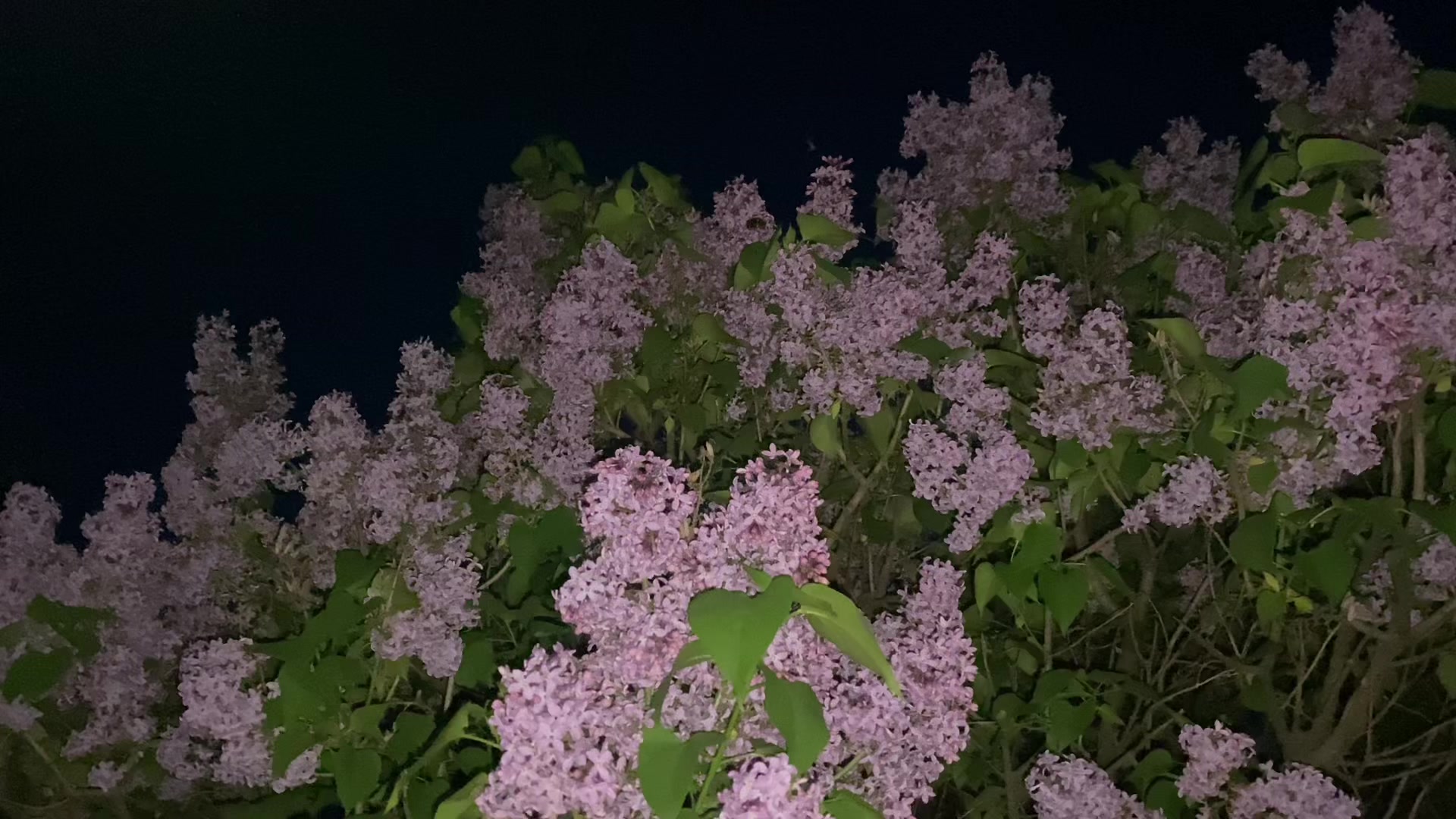 @соня икспа