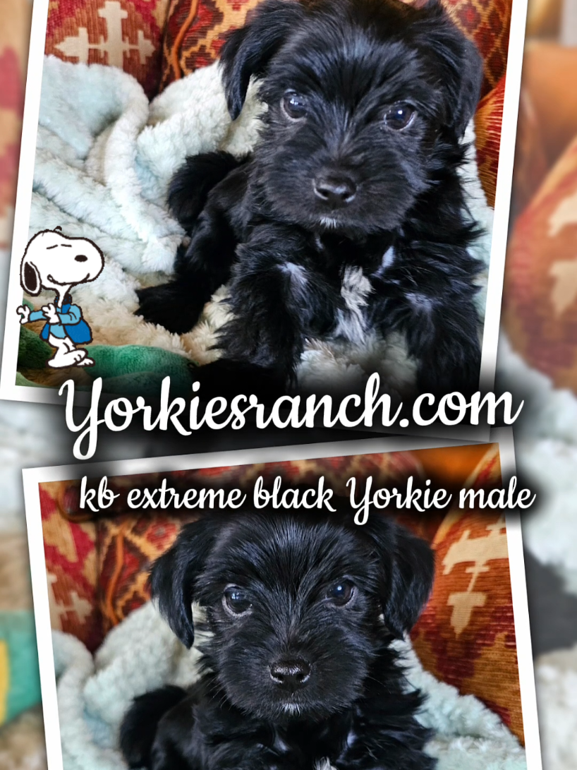 @yorkiesranch com