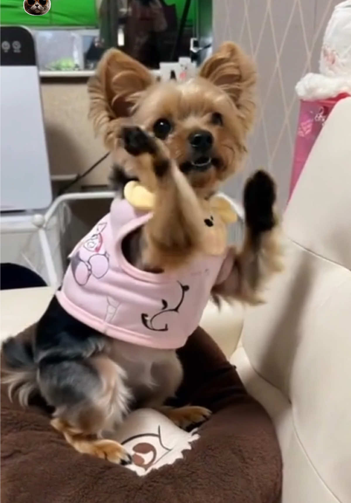 @พี่ขุงขิง & น้องโคโค่ 🐶💕