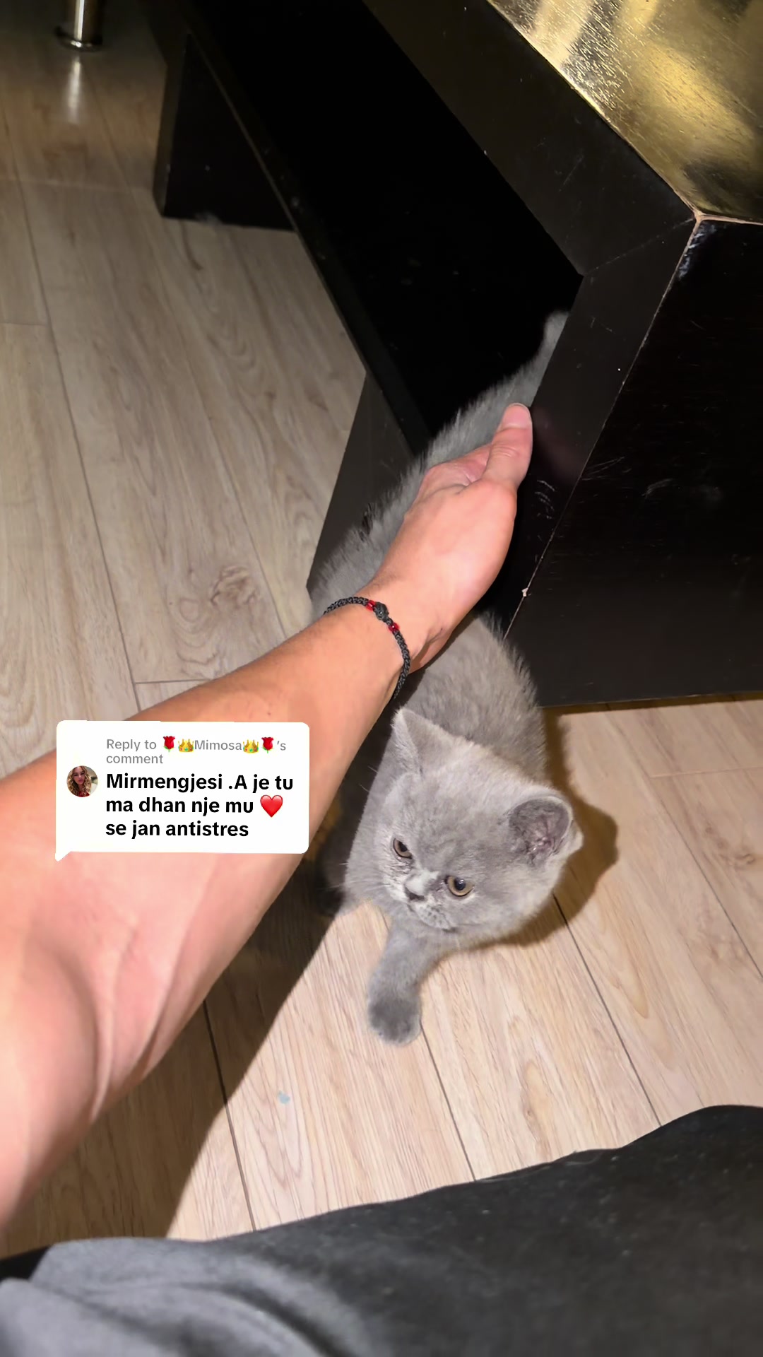 @Lako&rsquo;s_british_cattery