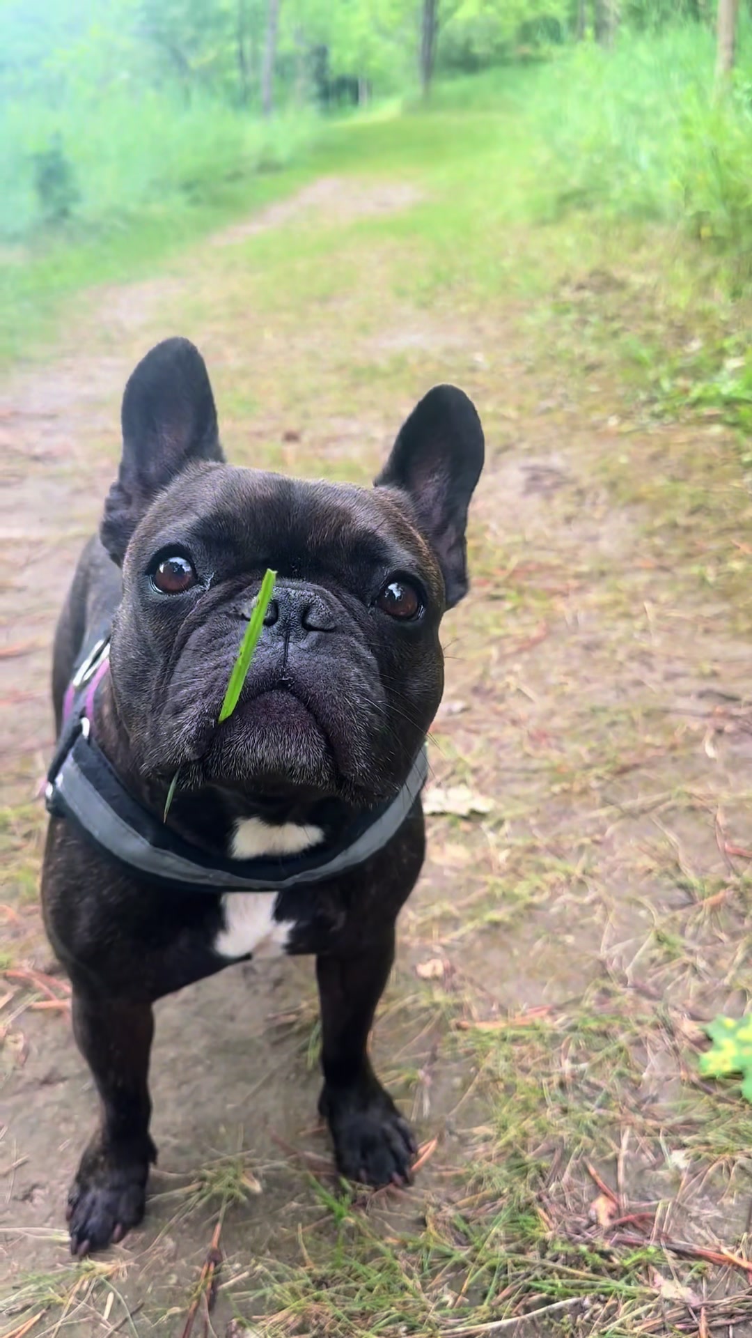 @Lucy the Frenchie