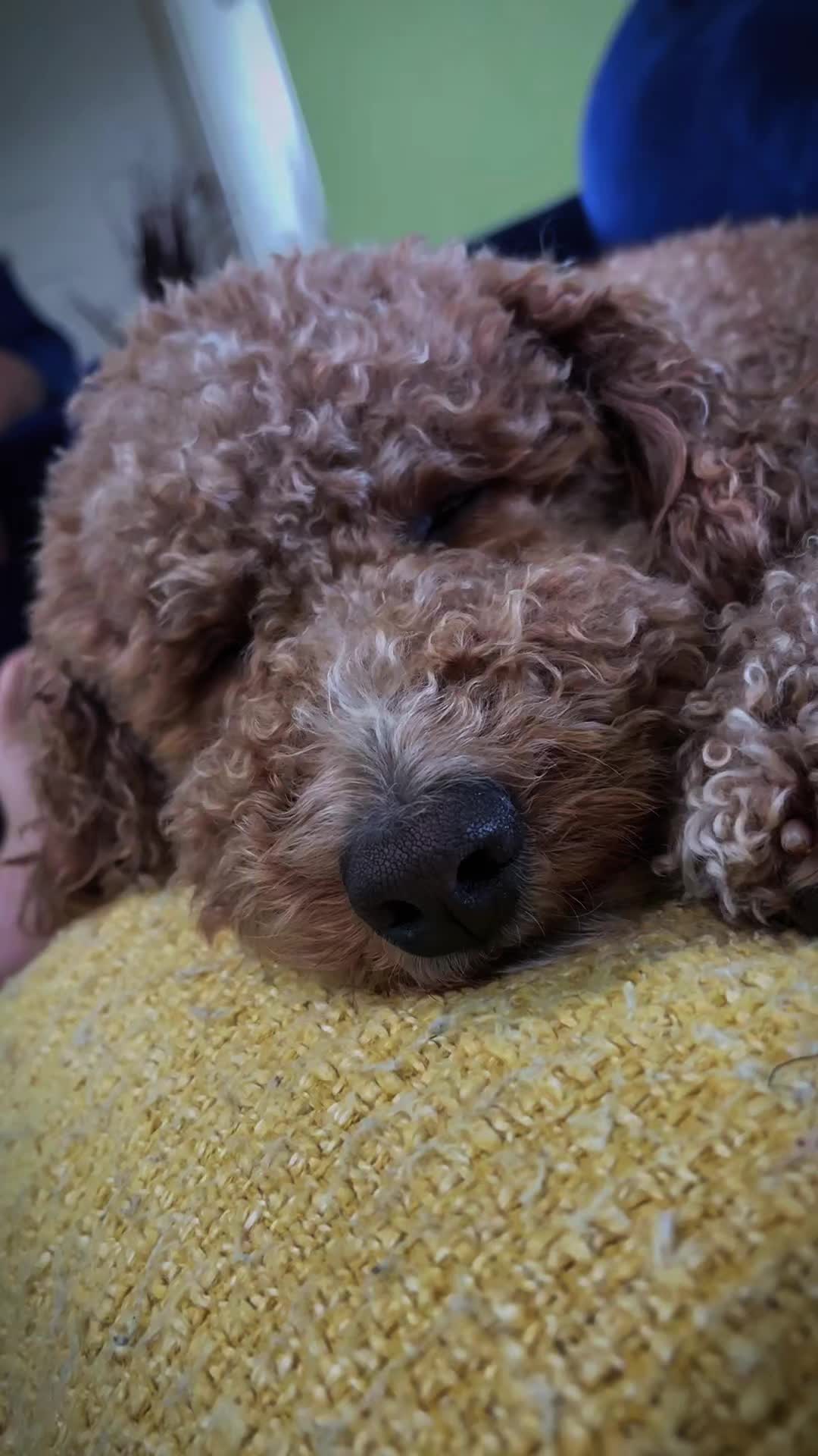 @Reyna y Churro 🐶😍