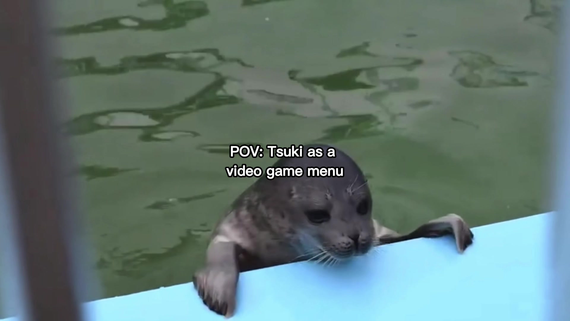 @seal lover 🦭⋆˚꩜｡⋆˚🩵