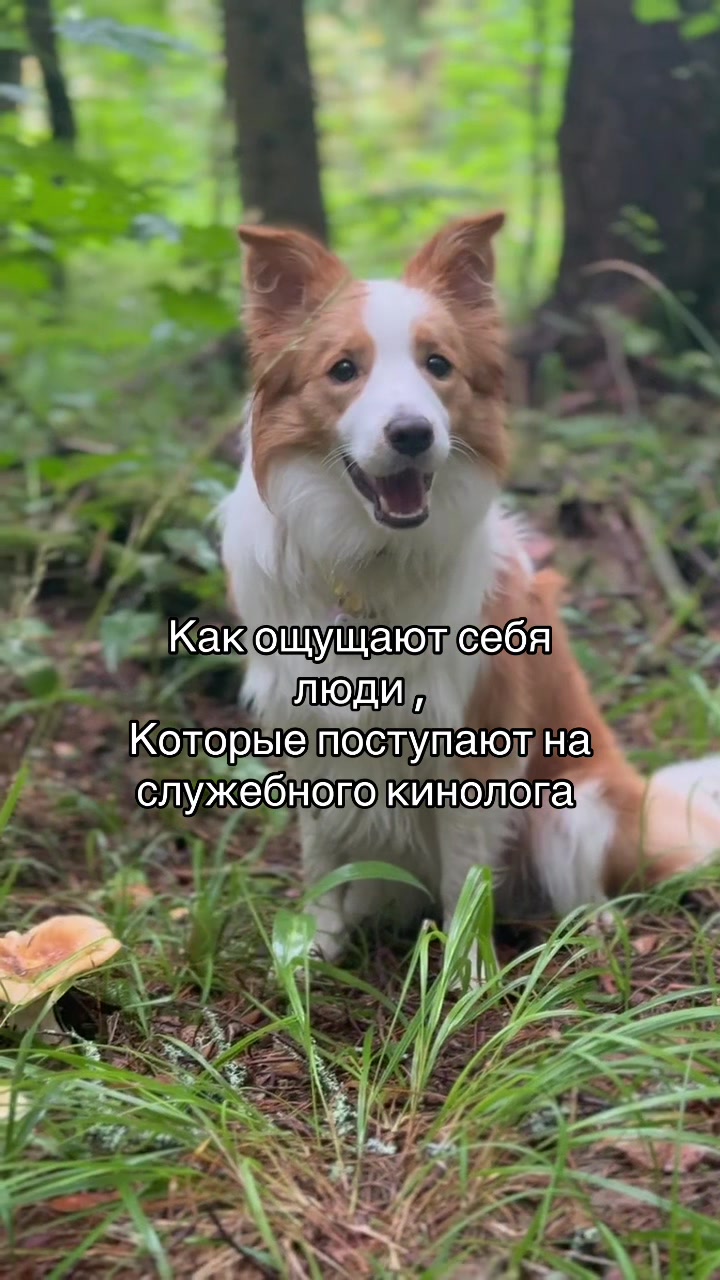 @ТГК: рыжий бордер🔥