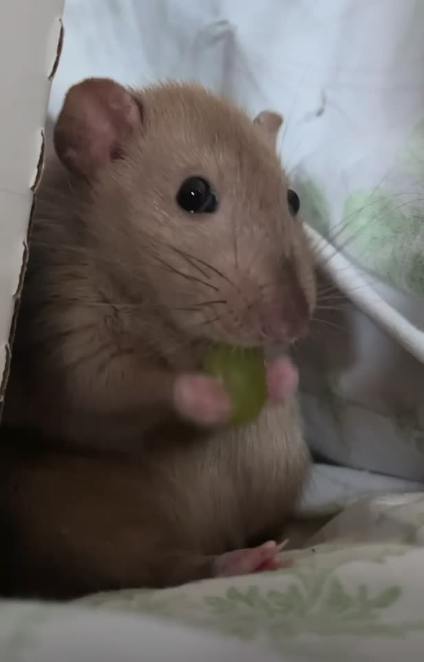 @Gargamel L'Féroce 🐀✨