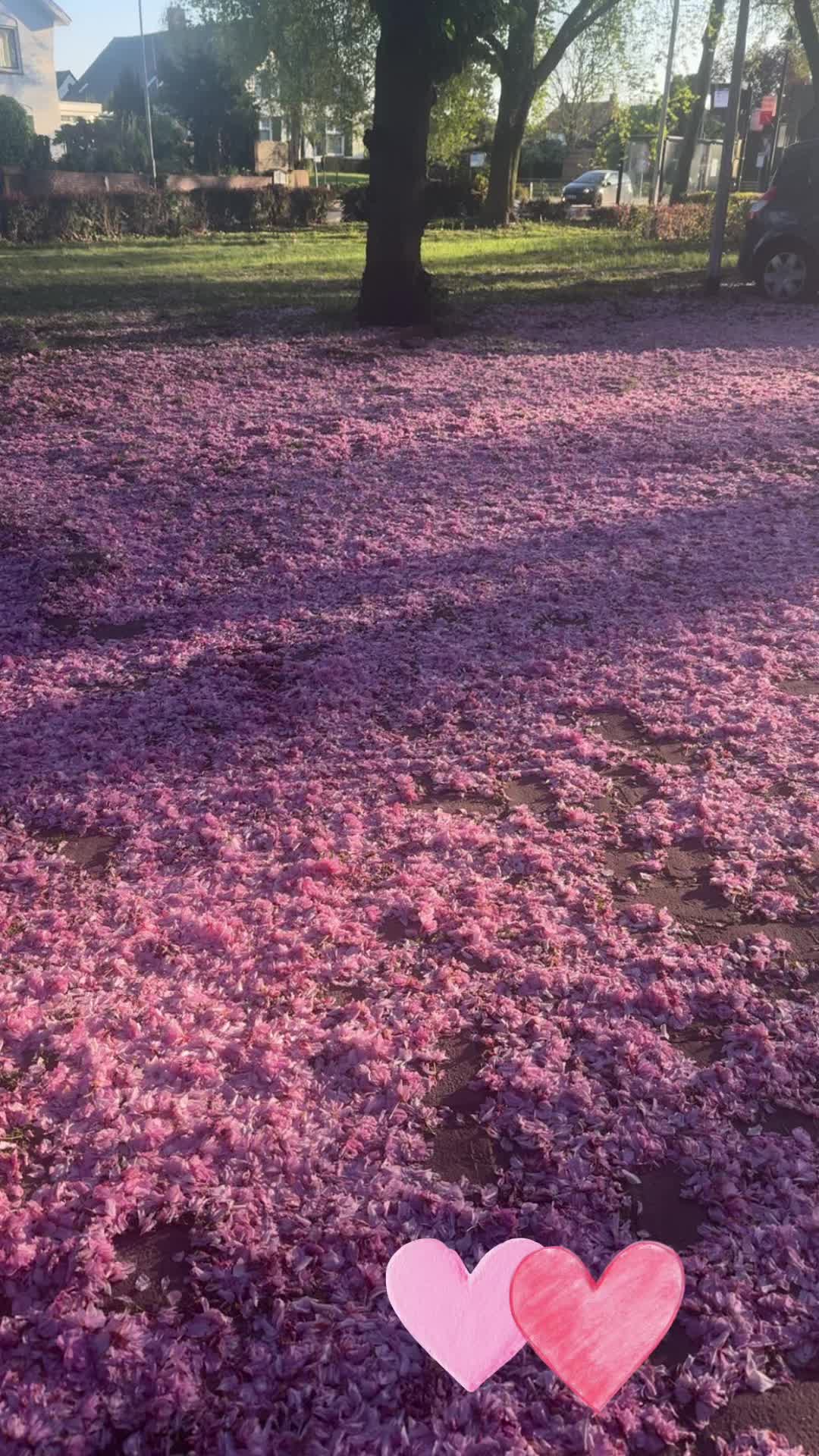 @MorwariNL🇦🇫