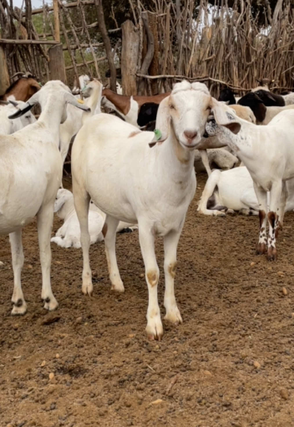 @DorperfarmsKE