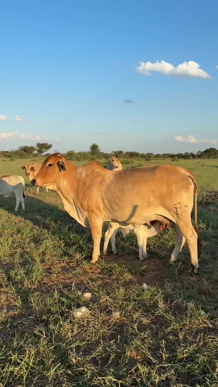 @Kakunaa The Farmer