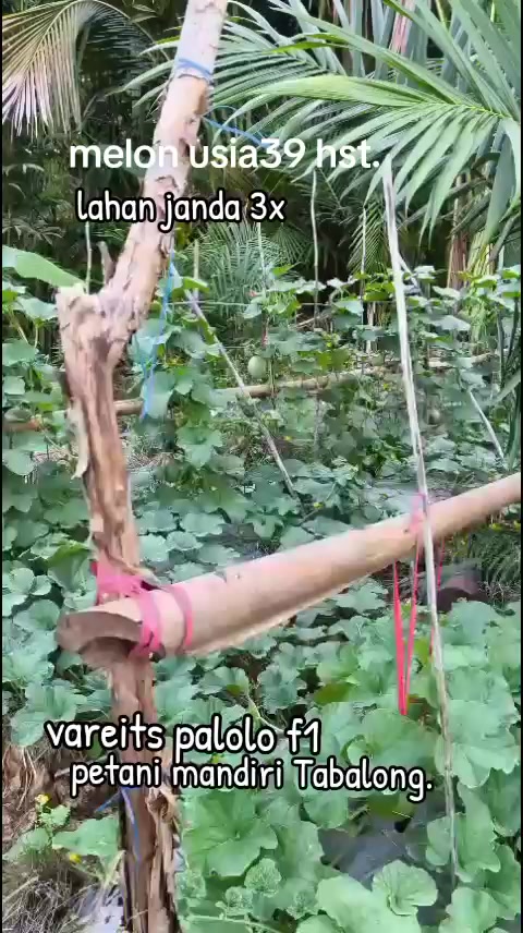 @SURYA TANI
