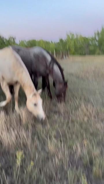 @TSQuarterHorses