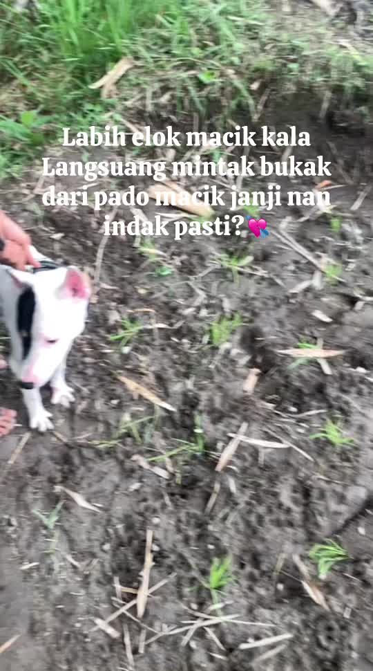 @Jabua