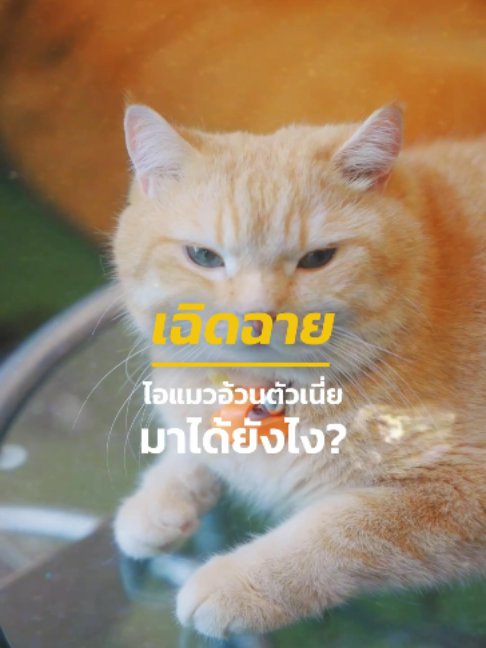@HOMEBOYBKK