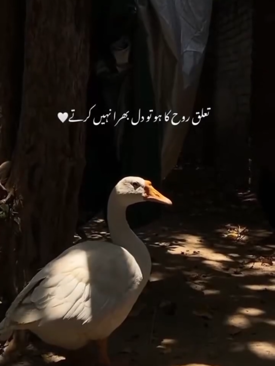 @Aesthetic Vibes