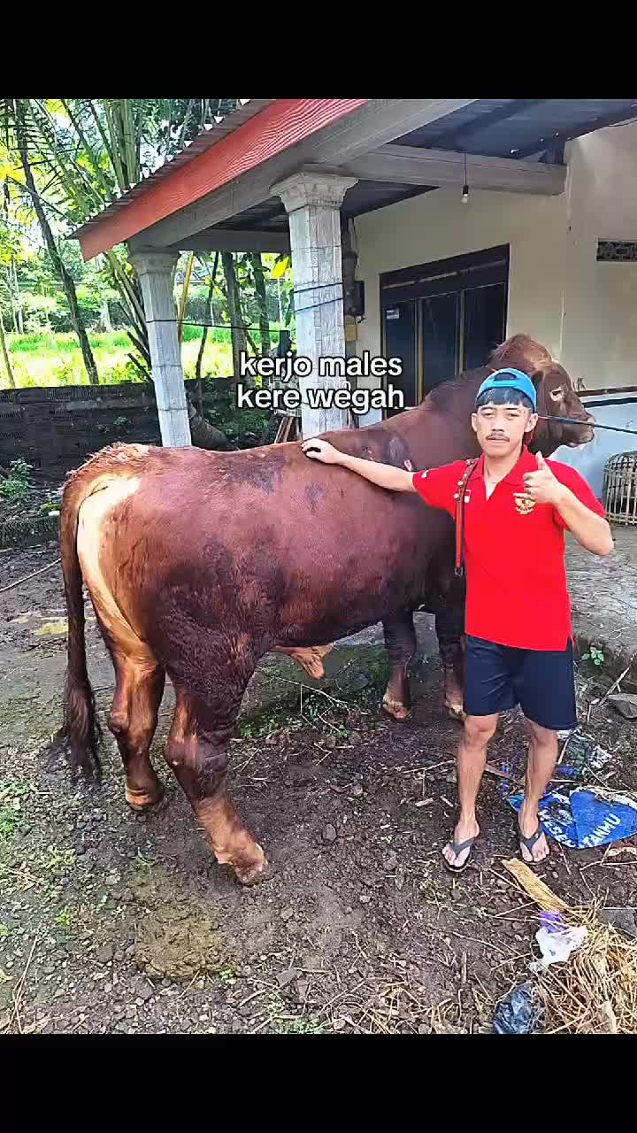 @lembu_simbah