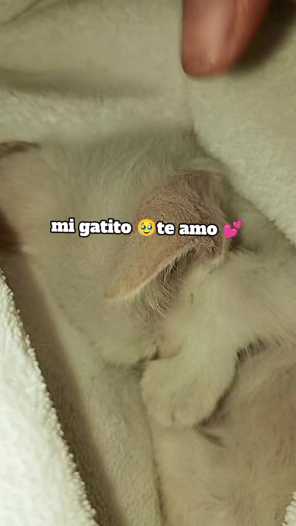 @goretti ortega