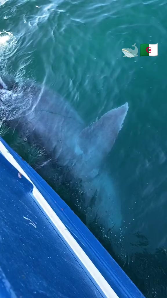 @🛳️hàmìdø⚓⚡Ræysë🐬🏴☠️