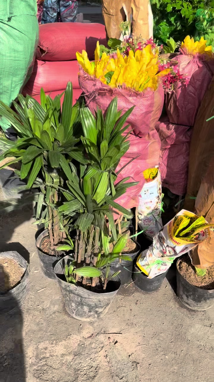 @Tiệm Lá Nhỏ