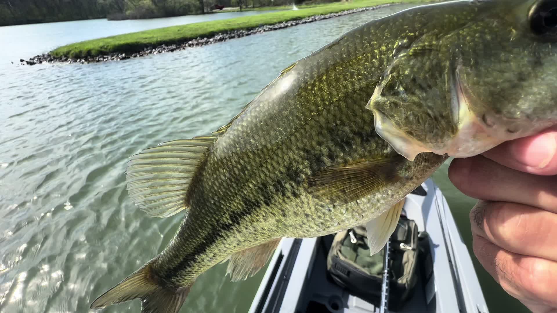 @BigBassFish