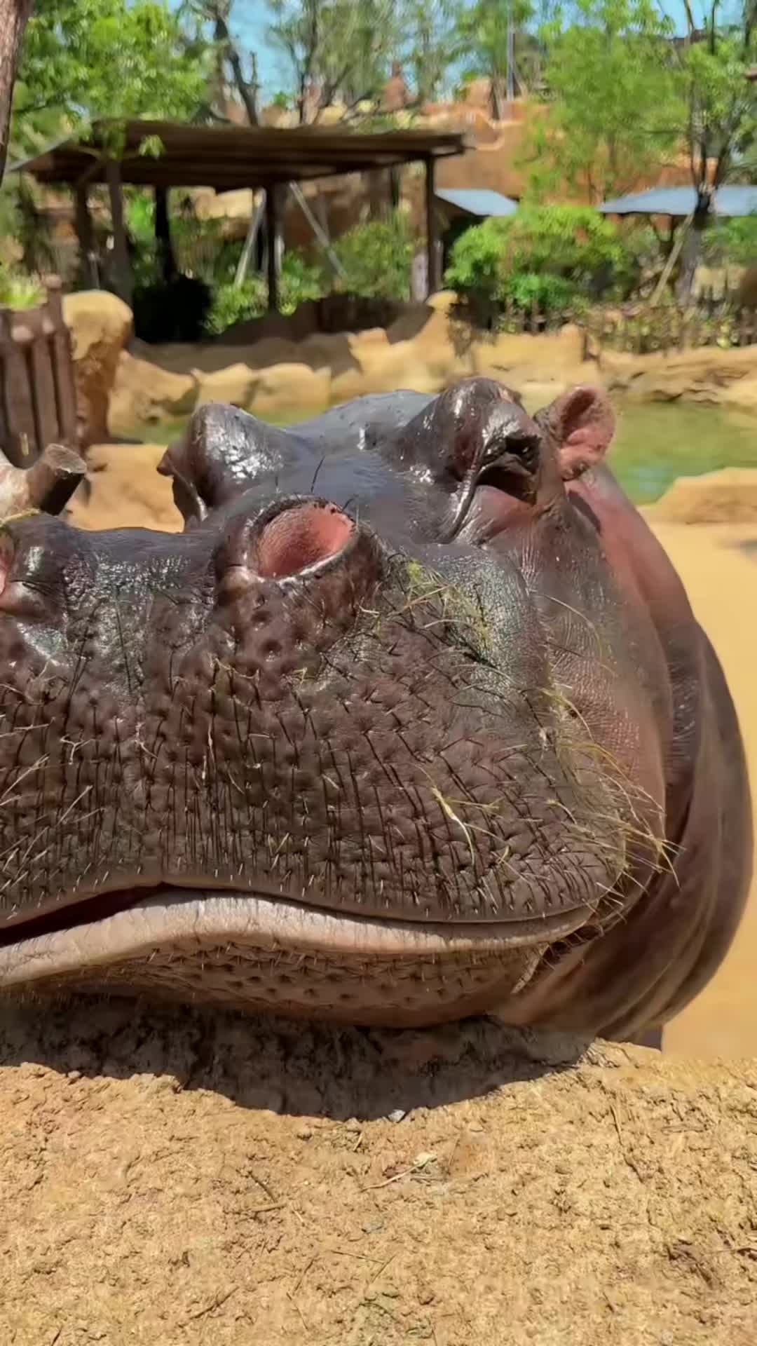 @Hippo