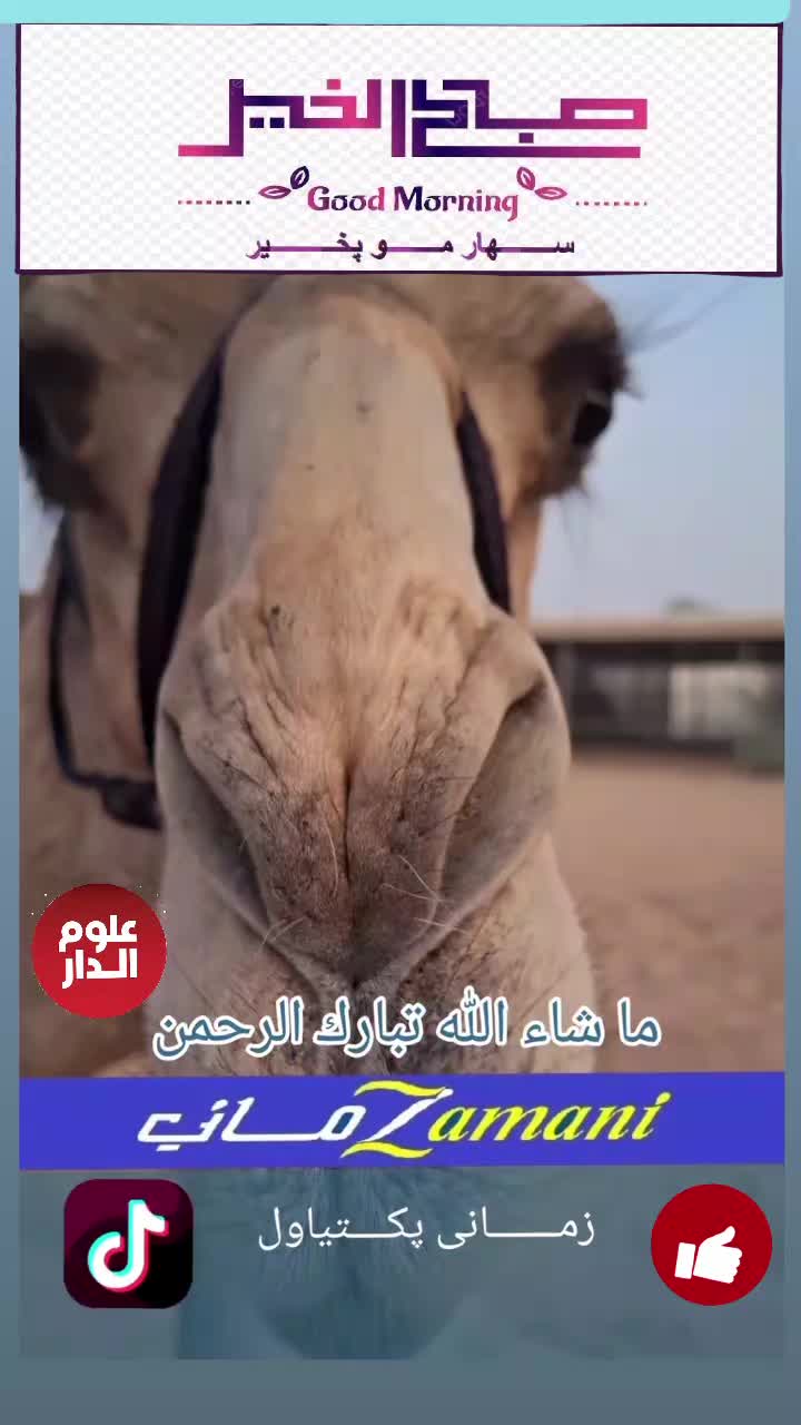 @Zamani Group Trading 🇦🇫