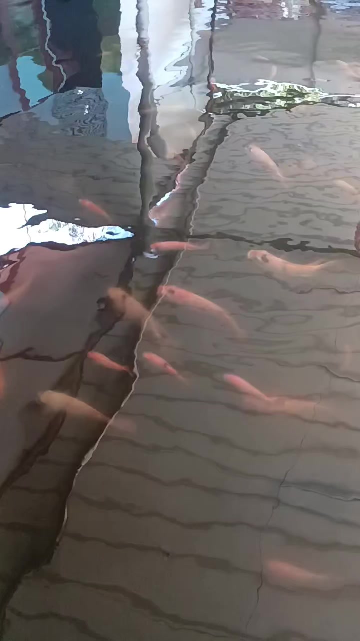 @⇶✴☞🅐︎🅢︎ 🅐🅜🅜🅤❈