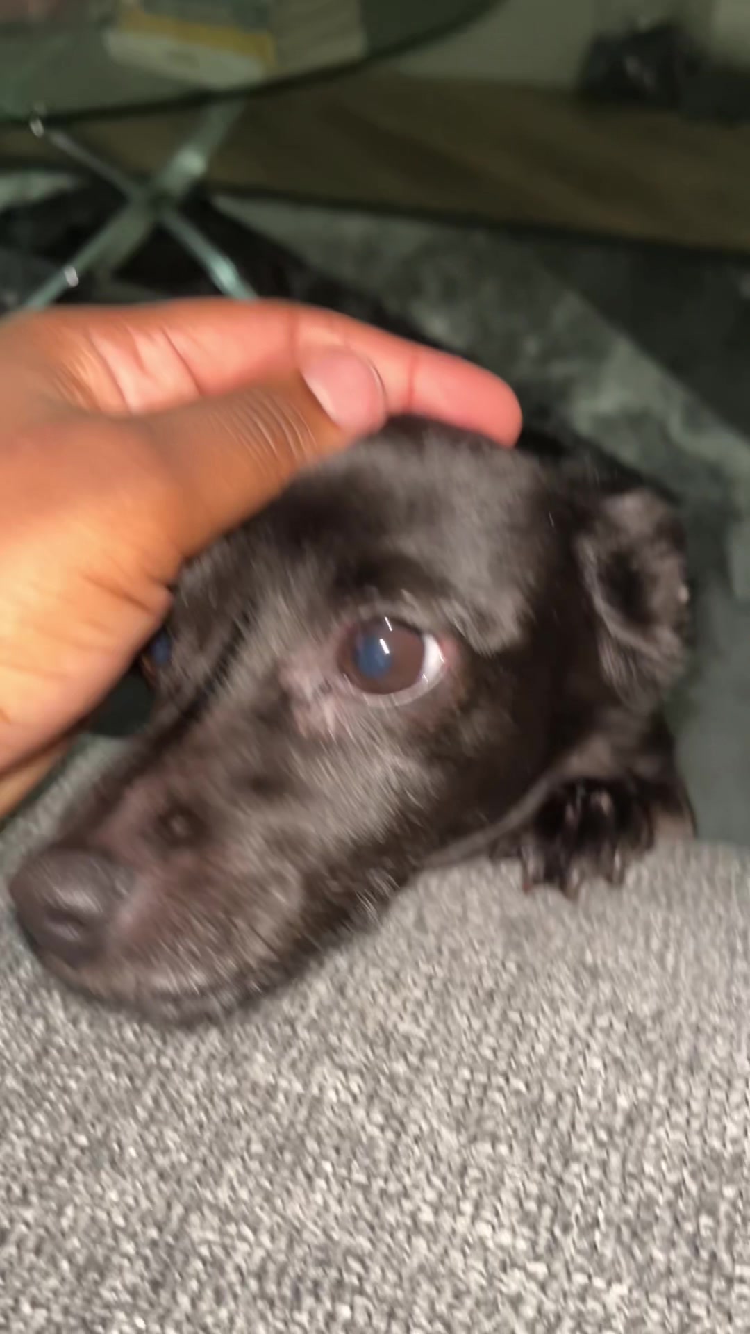 @Blackjack_Chihuahua