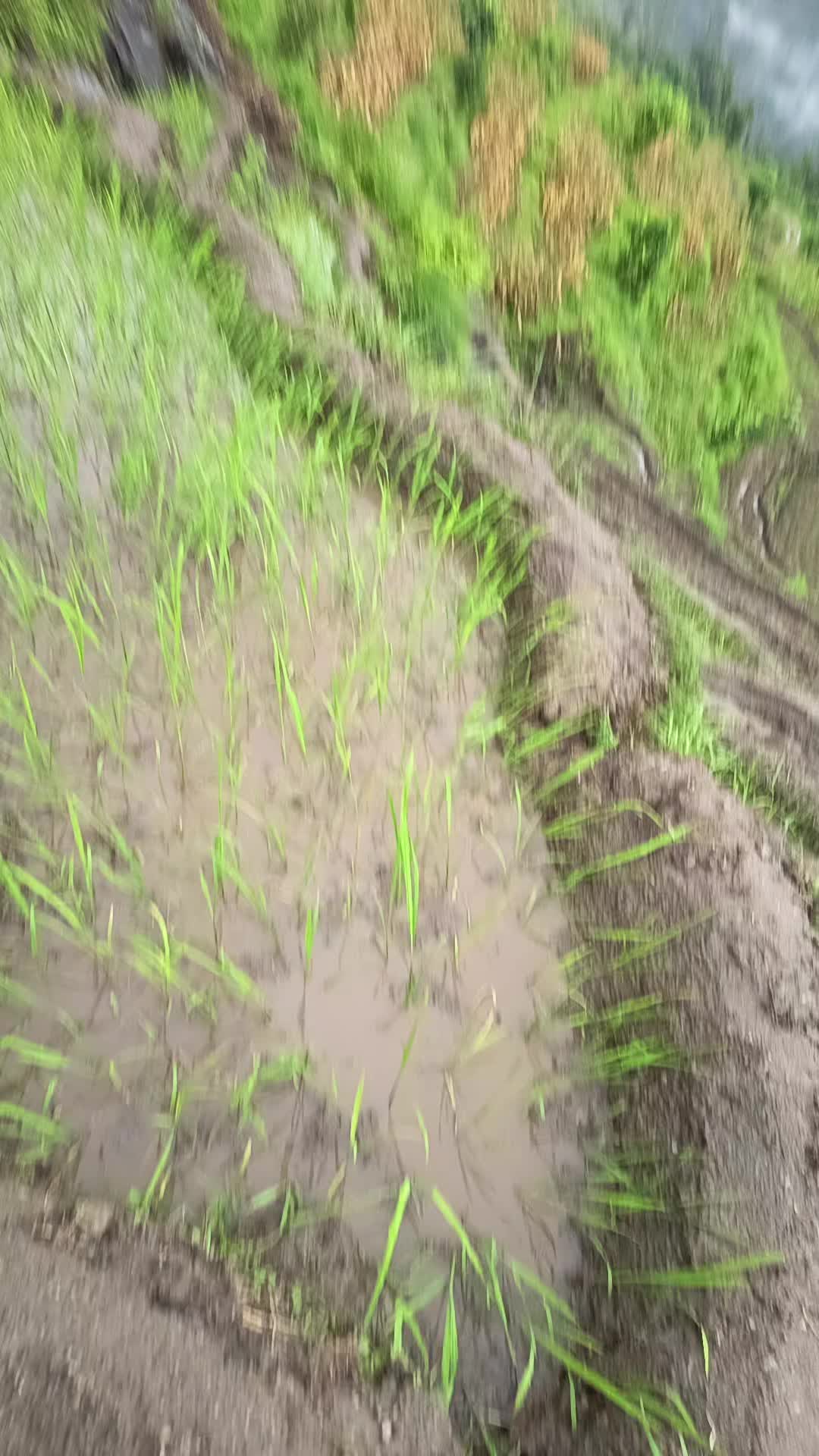 @수마너