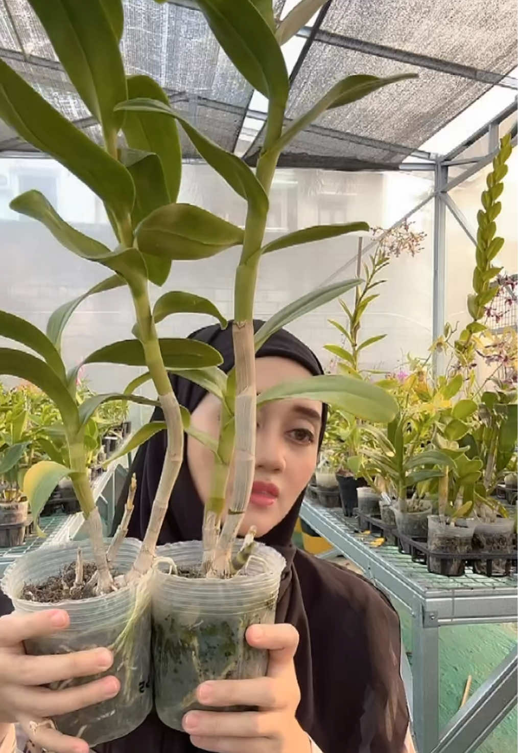 @Anggina Orchid