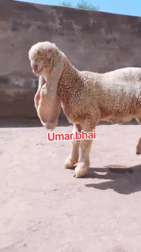 @Umar Farooq