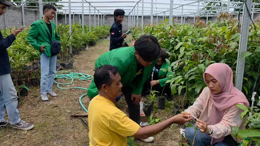 @gmubuahtropisjember
