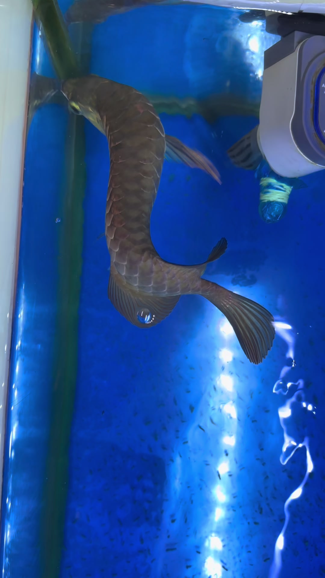 @MK AROWANA SPECIALIST
