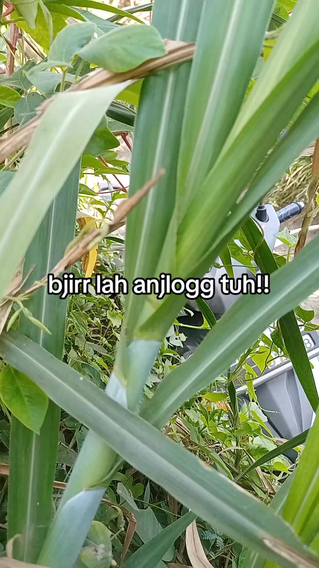 @smuabarang_ada
