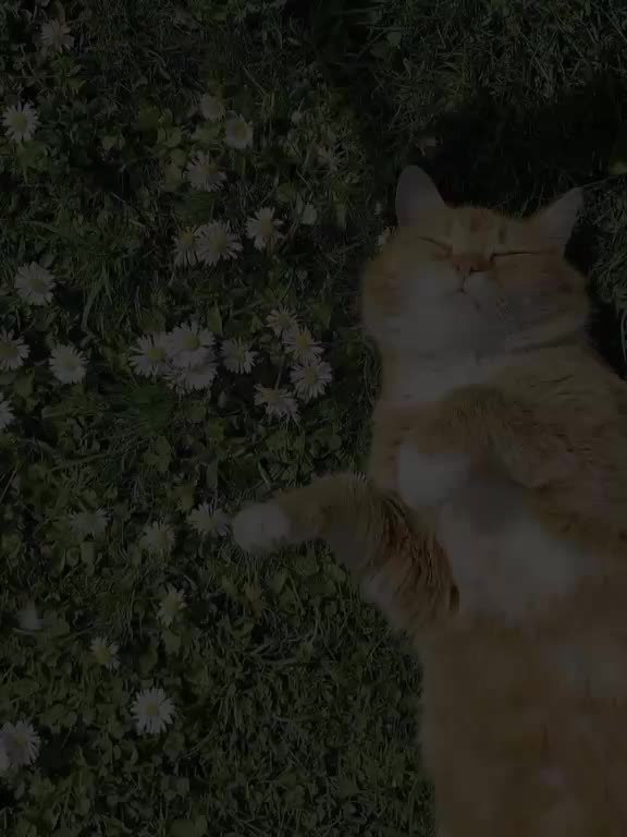 @๐ท๐ฅโฉ๐๐จ๐ฎ๐ซ_๐๐๐ง๐ข๐-๐ฆ๐ง
