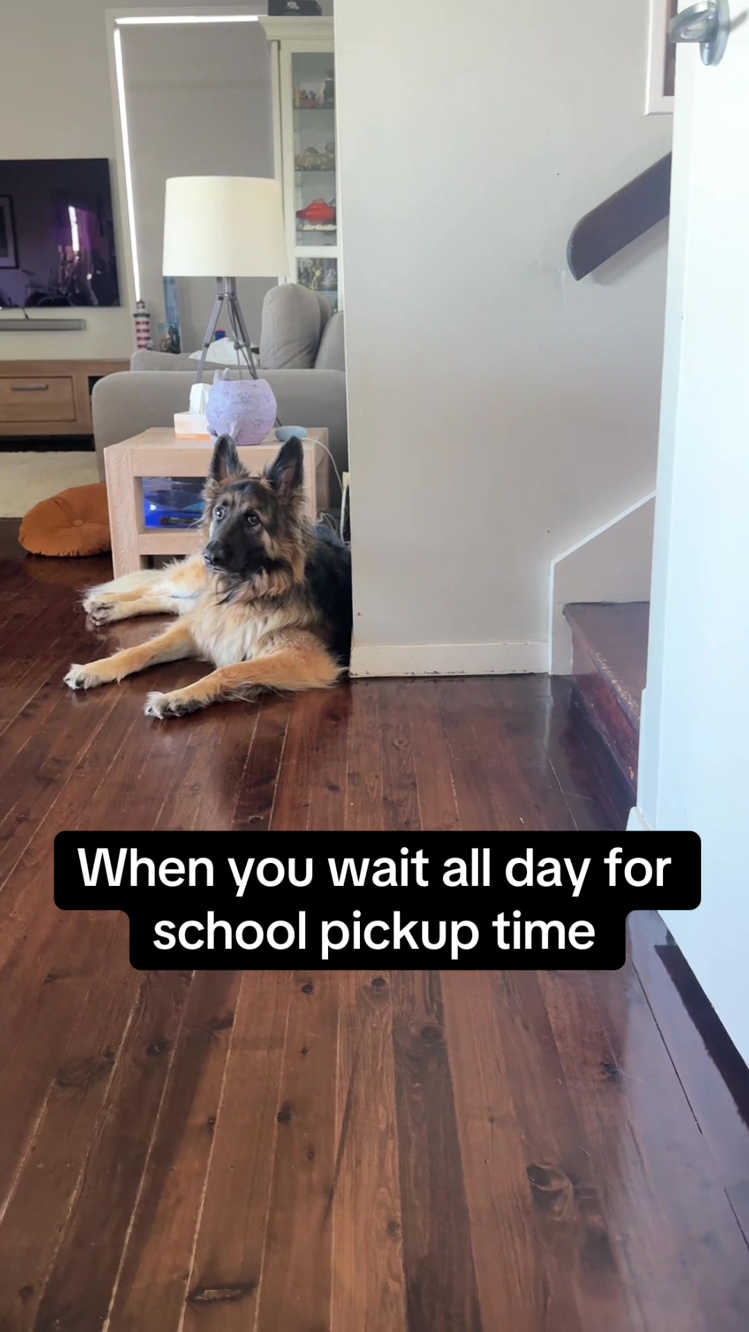 @Indy German Shepherd