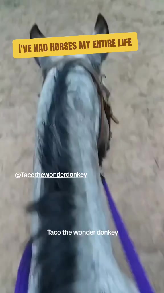 @Tacothewonderdonkey