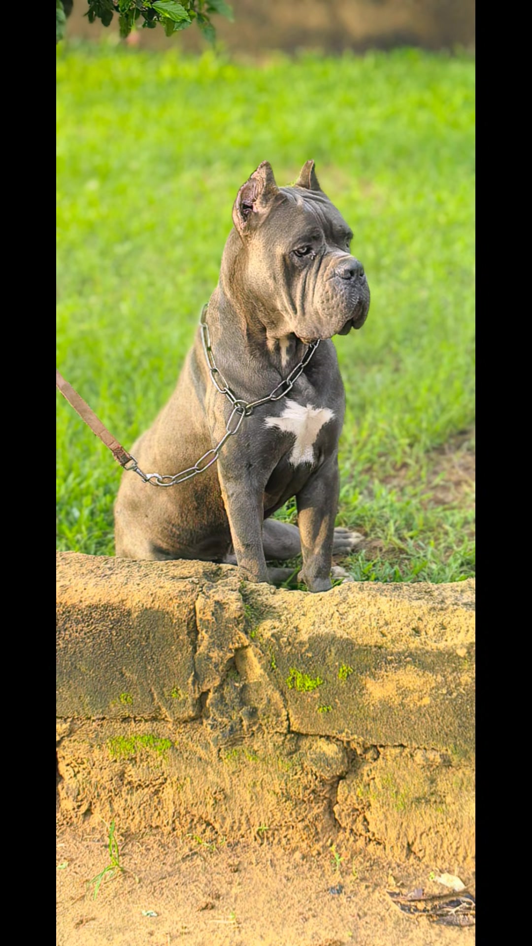 @FIRST CANE CORSO🐾🇨🇮🇨🇮🐾