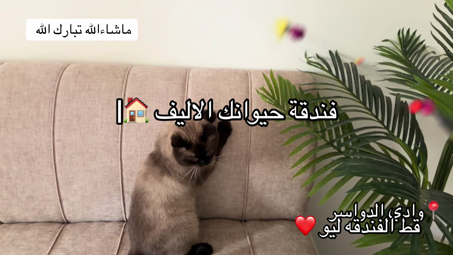 @فندقة وادي الدواسر | طيور وقطط