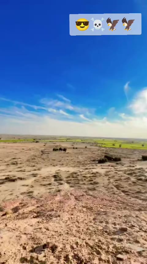 @talhaiali3