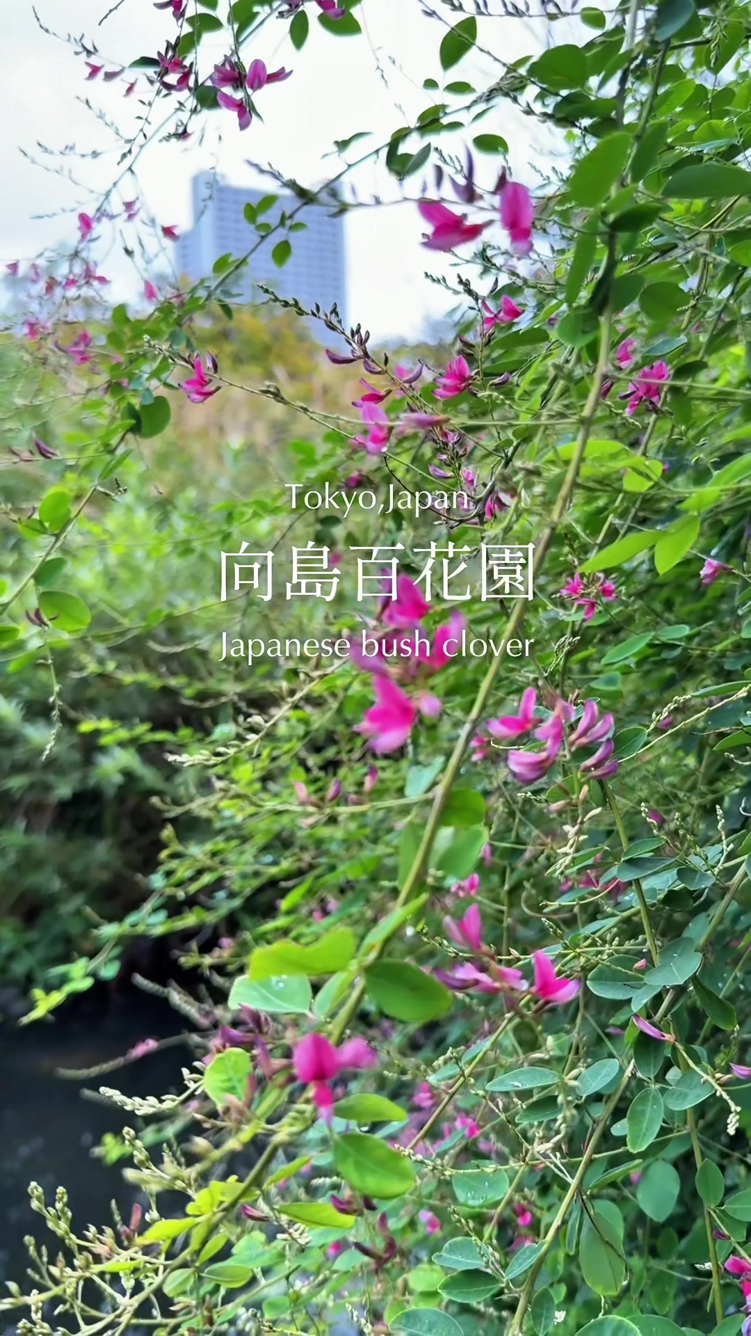 @のらよ🏮Norayo