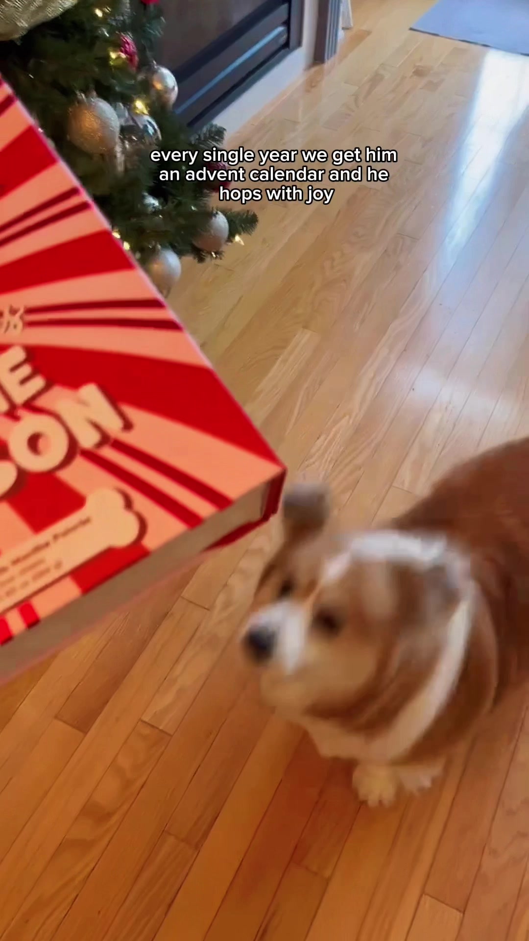 @hudsonthefluffycorgi