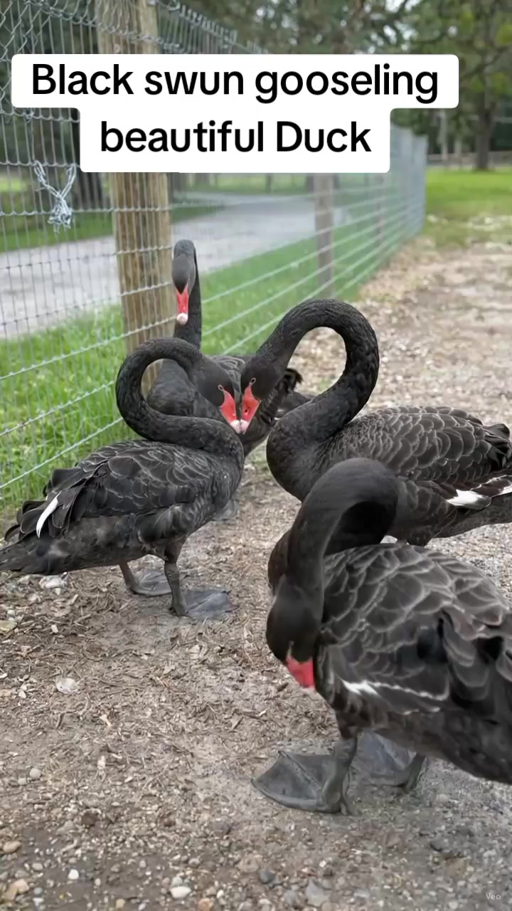 @Chicken ornamental Farm