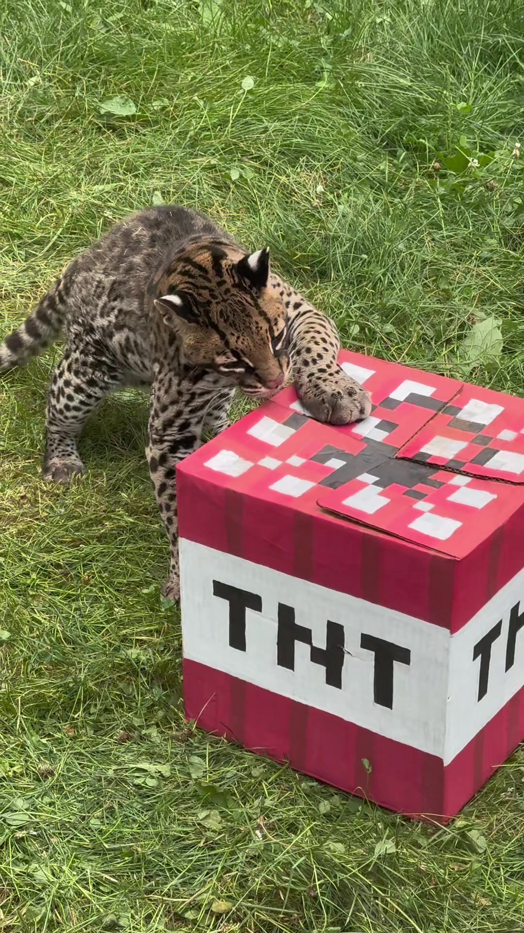 @The Wildcat Sanctuary